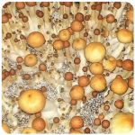 Псилоцибиновые (галлюциногенные) грибы в Беслане Psilocybin "Golden Teacher" Псилоцибиновые (галлюциногенные) грибы в Беслане Psilocybin "Golden Teacher"