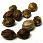 Семена марихуаны АК-47 (Seeds AK-47) в Беслане Семена марихуаны АК-47 (Seeds AK-47) в Беслане